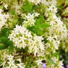 5023242388687 1 Ribes sanguineum Oregon Snowflake 3L.jpg